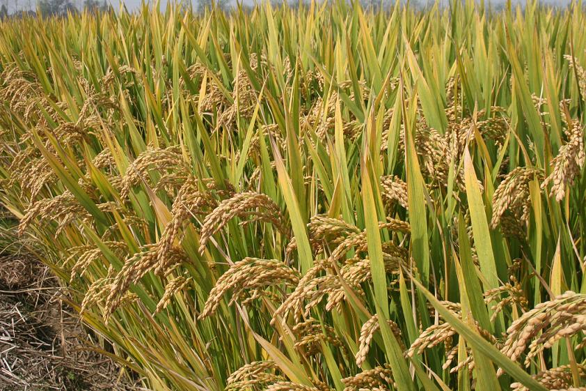 武運(yùn)粳23.jpg 武運(yùn)粳23.jpg